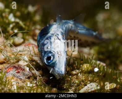 Macchia mediterranea di sabbia da Cipro Foto Stock