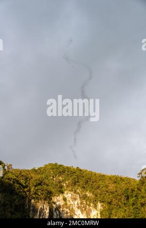 Pipistrelli che lasciano le grotte di Mulu, il Parco Nazionale di Gunung Mulu, il Borneo Foto Stock