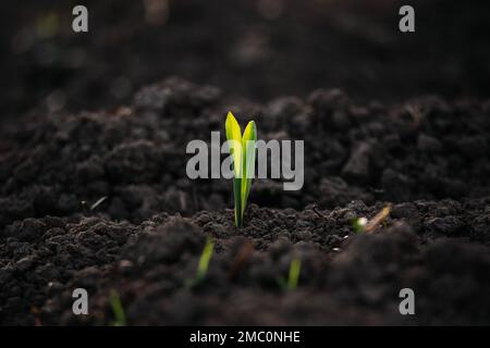 I giovani pianta crescono da terreno fertile e il sole del mattino splende. Concetto di ecologia ed equilibrio ecologico. Foto Stock