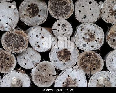 Tronchi d'albero progettati come hotel d'api Foto Stock