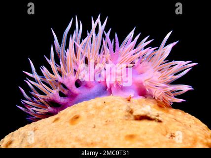 Nudibranca rosa-viola Flabellina affini di Cipro Foto Stock