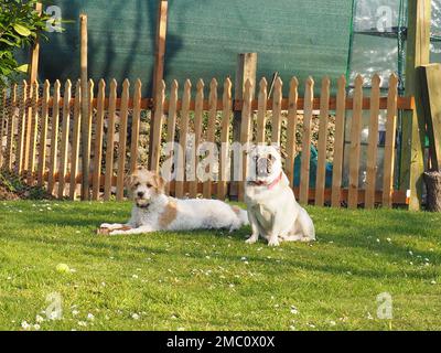 Un primo piano di un Bulldog inglese e di un Cromforlander sull'erba contro una recinzione di legno Foto Stock