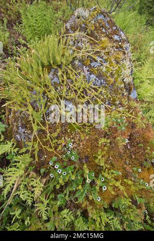 Marsh clubmuss (Lycopodiella inundata), Kvaloya, Norvegia Foto Stock