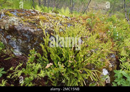 Marsh clubmuss (Lycopodiella inundata), Kvaloya, Norvegia Foto Stock