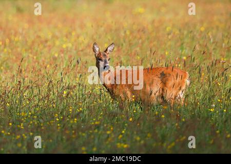 Capriolo (capreolus capreolus), femmina, femmina, femmina di cervo da pascolo in piedi in prato e guardando con attenzione, Schleswig-Holstein, Germania Foto Stock