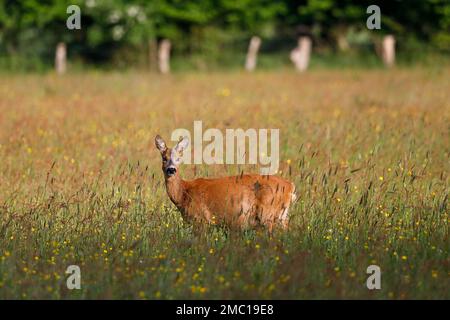 Capriolo (capreolus capreolus), femmina, femmina, femmina di cervo da pascolo in piedi in prato e guardando con attenzione, Schleswig-Holstein, Germania Foto Stock