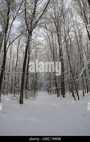 un sentiero di foresta appena innevato Foto Stock