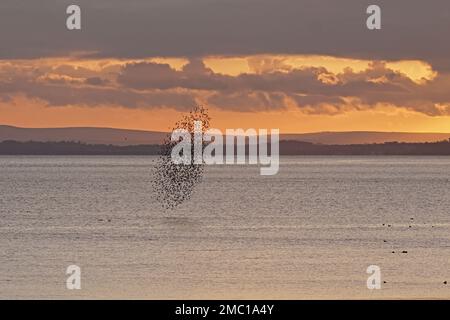 Un gregge di Golden Plover al tramonto sul canale di Bristol dalle Newport Wetlands Foto Stock