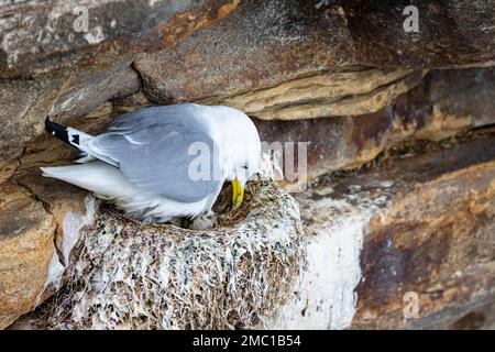 Kittiwake (Rissa tridactyla) in piedi sul nido girando le uova, Varanger, Finnmark, Norvegia Foto Stock