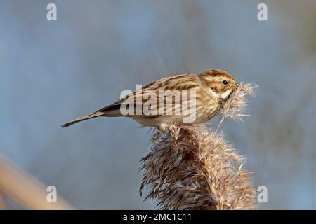 Bunting femminile al Goldcliff Reserve Newport Wetlands Foto Stock