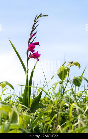 Gladiolus comune, Gladiolus communis L., che cresce selvaggio nel Devon Foto Stock