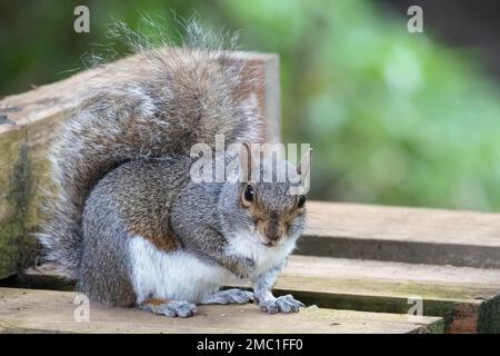 Scoiattolo grigio che mangia seme da una panca di legno Foto Stock