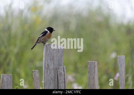 Stonechat europeo (Saxicola rubicola), arroccato su un palo di recinzione in legno dalla spiaggia di Thurlestone nel Devon Foto Stock