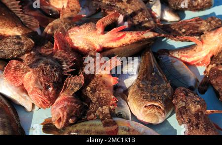 Pesce per la bouillabaisse a la marseillaise, mercato del pesce al Quai des Belges, Vieux Port, Marsiglia, Bouches-du-Rhone, Provenza, Francia Foto Stock