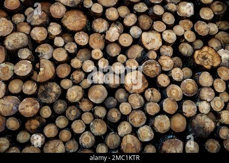 Legna da ardere secca tagliata impilata in un palo di legno Foto Stock