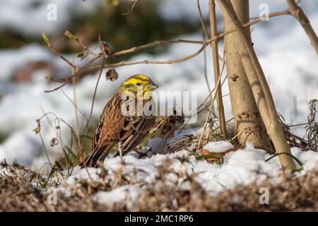 Yellowhammer (Emberiza citrinella), adulto maschio nella neve, inverno, Meclemburgo-Pomerania anteriore, Germania Foto Stock