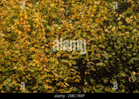 Nocciolo comune (Corylus avellana) fogliame autunnale Foto Stock