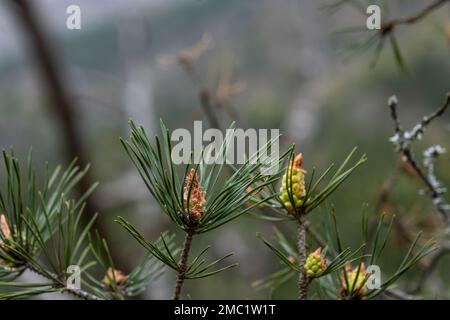 Pino Scozzolo (Pinus sylvestris) coni di semi giovani e foglie verdi Foto Stock