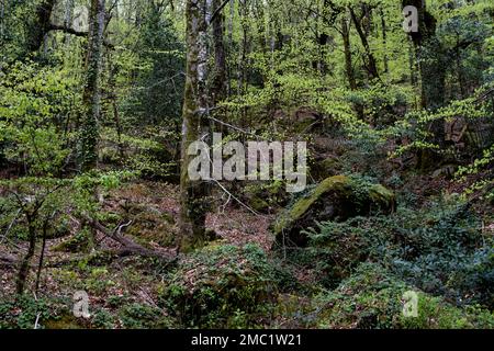 Diverse tonalità di verde nei boschi primaverili Foto Stock