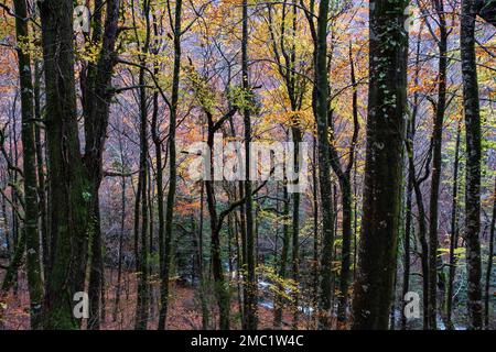 Fagus sylvatica (faggio europeo) alberi decidui in foglia larga temperata autunnale e foresta mista. Parco Nazionale di Peneda-Geres, Portogallo Foto Stock