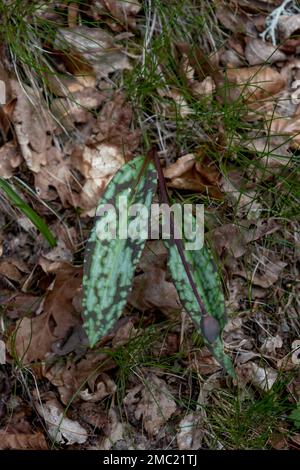 Foglie macchiate di viola di dente di cane (Erythronium dens-canis) Foto Stock