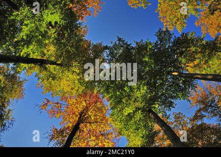 Autunno foresta dal basso, Westliche Waelder parco naturale, vicino Augsburg, Swabia, Baviera, Germania Foto Stock