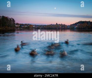 Germani reali, Anas platyrhynchos, su di una splendida serata autunnale a Nesparken nel lago Vansjø in Østfold, Norvegia. Foto Stock