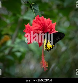 Malese Birdwing Butterfly (Triodes amphysus) su Hibiscus Foto Stock