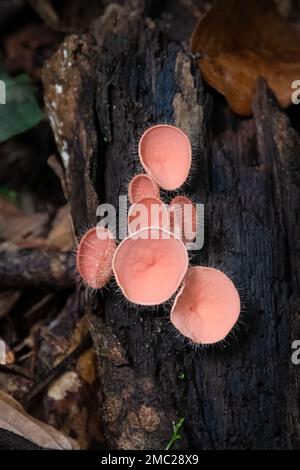 Coppa Fungo su albero, Borneo Foto Stock