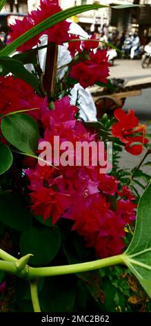 Un primo piano verticale di fiori rosa Bougainvillea glabra in un giardino Foto Stock