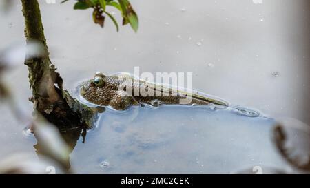 Fango Skipper in acqua di Mangrove Root Foto Stock