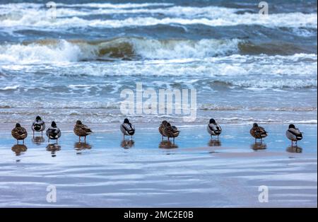 Ahlbeck, Germania. 21st Jan, 2023. Le anatre si trovano sulla spiaggia in un clima tempestoso sulla costa del Mar Baltico sull'isola di Usedom e si riflettono nell'acqua. Con venti forti e temperature intorno a zero gradi, il clima invernale nel nord della Germania mostra il suo lato tipico. Credit: Jens Büttner/dpa/Alamy Live News Foto Stock