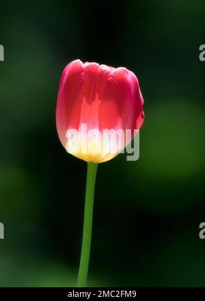 Primo piano in tulipano rosso retroilluminato su sfondo verde Foto Stock