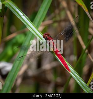 Scarlatto o Ruddy Skimmer (Crocothemis servilia) riposo Foto Stock