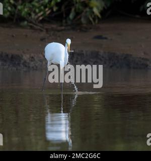 Pesca del grande Egret orientale (Ardea alba) Foto Stock