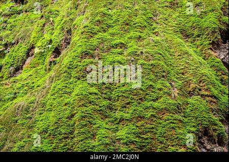 muschio che cresce su una faccia di roccia. Massi di pietre ricoperti di muschio - (Hylocomium splendens) - muschio che cresce lungo le piepi Foto Stock