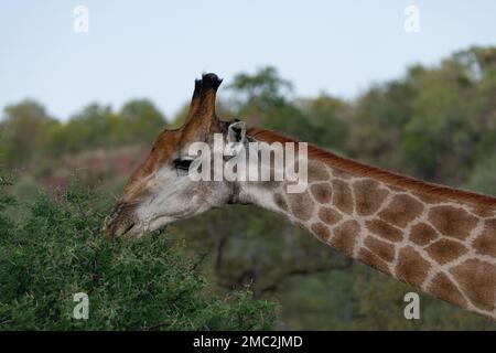 Ritratto di testa e collo di una giraffa nel Parco Nazionale di Kruger, Sudafrica Foto Stock