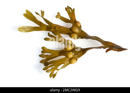 Blasentang, Fucus vesiculosus ist eine Alge die auch als Heilpflanze verwendet wird. Bladderwrack, Fucus vesiculosus, è un'alga utilizzata anche come Foto Stock