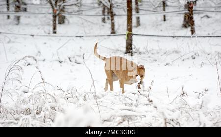Misto americano Staffordshire Terrier durante il giorno freddo in inverno. Cane nella neve. Foto Stock