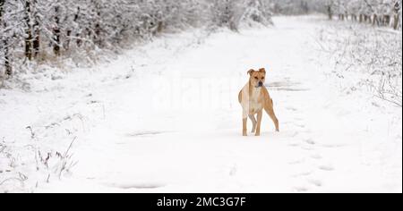 Misto americano Staffordshire Terrier durante il giorno freddo in inverno. Cane nella neve. Foto Stock