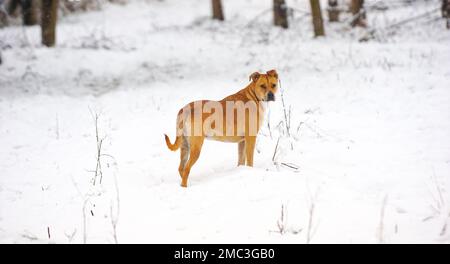 Misto americano Staffordshire Terrier durante il giorno freddo in inverno. Cane nella neve. Foto Stock