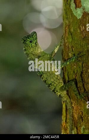 Borneo Anglehead Lizard o Drago della Foresta (Gonocephalus borneensis) ramo di arrampicata, Valle Danum, Borneo Foto Stock