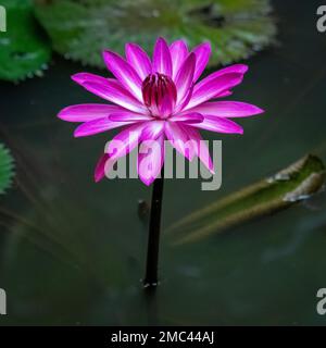 Waterlilly Fiore in Pond, Borneo Foto Stock