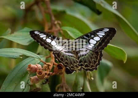 Farfalla blu Clipper (Parthenos sylvia) sulla pianta Foto Stock