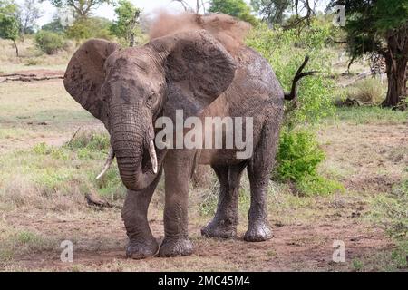 Grande elefante africano che soffia polvere intorno nel Kruger National Park, Sudafrica Foto Stock