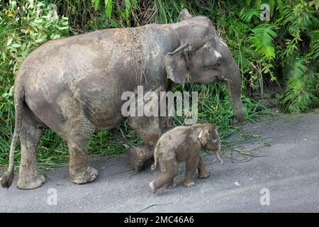 Elefanti di pygmy di Borneo (Elephas maximus borneensis) nella valle di Danum, Borneo Foto Stock