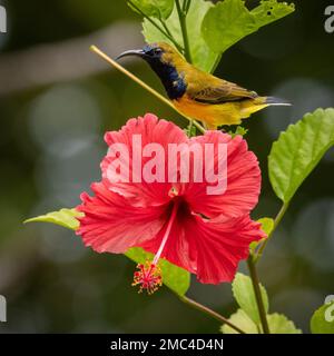 Sunbird a dorso d'oliva maschio (Cinnyris jugularis) Foto Stock