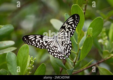 Grande ninfa dell'albero (idea leuconoe) che alimenta sui fiori Foto Stock