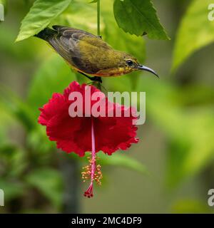 Femmina Sunbird con dorso d'oliva (Cinnyris jugularis) Foto Stock