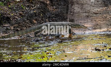 Asian Monitor acqua Lizard (Varanus salvator) Foto Stock